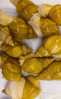 حلزون اچیتا