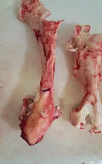 قلم گوساله