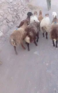 فروش 8راس بره سبک