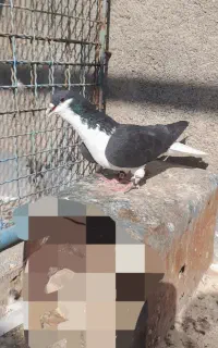 کفتر ساده دم سفید