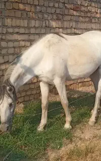 اسب مادیون.خان آباد