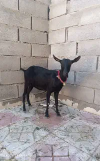 بز  مورسیا  بزغاله نر بز خالص