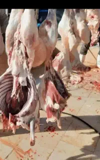 گوسفند زنده گوشت دار شکم خالی تهرانپارس. شهرری