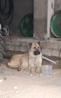 سگ ماده فروشی