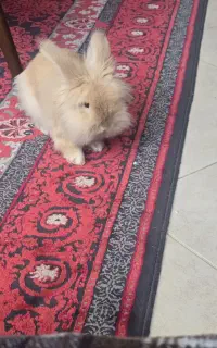 خرگوش نژاد جرسی