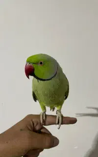 طوطی ملنگو