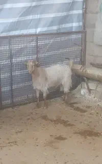 بزغاله بزابستن
