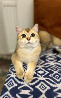 فروش گربه