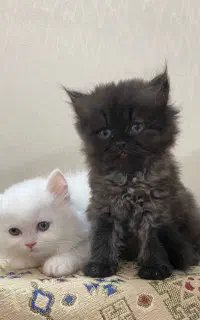 بلک گلد مشکی نارنجی سفید