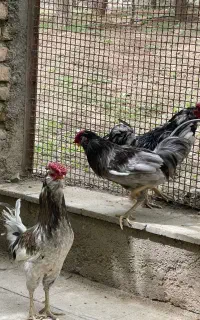 خر‌وس و تخم نطفه دار گلین