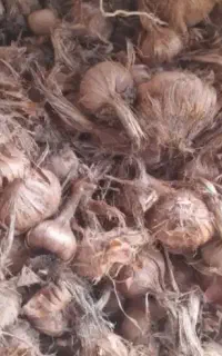 فروش پیاز زعفران