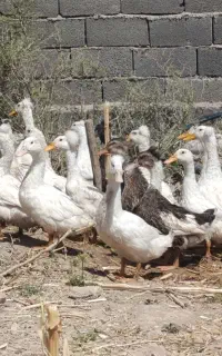 اردک کاکلی چاق