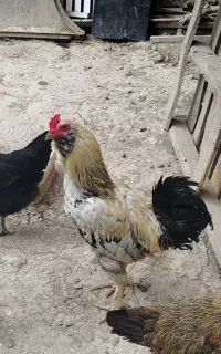 خروس