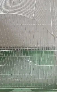 پرنده