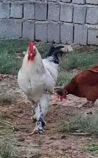 خروس برهما