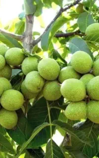 درآمدت از کشاورزی بیشتر میشه