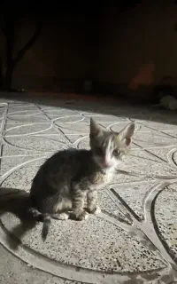 واگذاری یه جفت بچه گربه