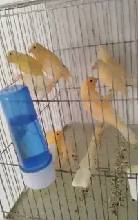 قناری تیره روشن