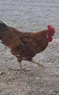 خروس   جوان