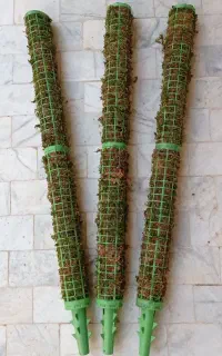 چوب خز