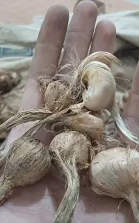 پیاز زعفران