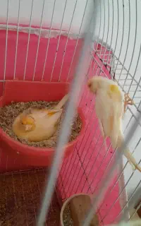 جفت قناری موزاییکی دمه تخم با قفس