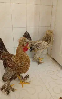 خروس سلطان عثمانی