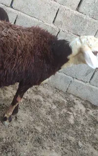 بره قوچ پلنگی