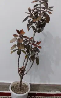 کالانگوئه مسی