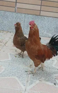 خروس و مرغ