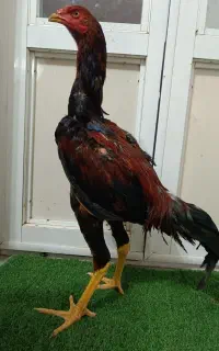 خروس لاری