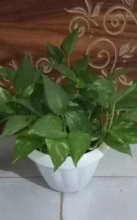 گل پتوس