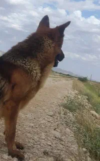 سگ ژرمن