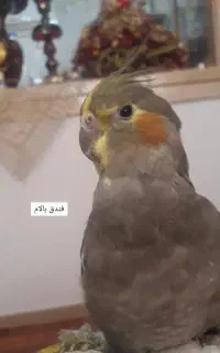 گمشده عروس هلندی در منطقه بیلانکوه