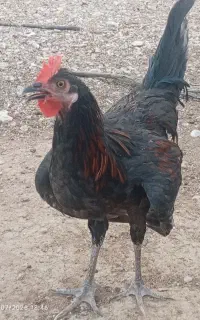 فروش مرغ وخروس محلی.