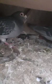 کبوتر پلاکی مسافتی