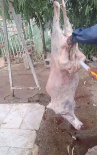 قصابی