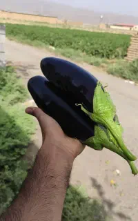 بادمجان خوش طعم مزرعه کرمانی