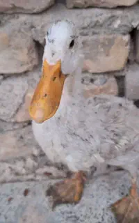 اردک