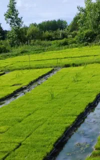توم (صحرایی) هوای آزاد