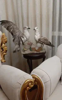 فروش پرنده