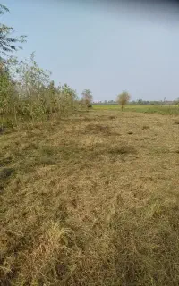 چمن زنی علف زنی