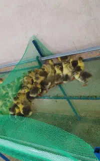 جوجه غاز