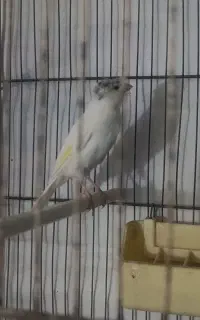 قناری ماده اماده