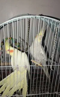 عروسک