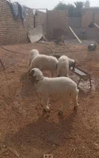 ۴عددبره نر