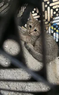 بچه گربه بی پناه رایگان