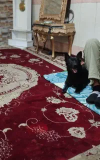 واگذاری سگ