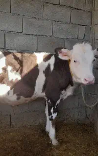 گوساله سیمینتال نر