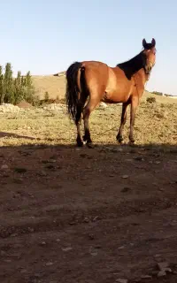 مادیون با کره